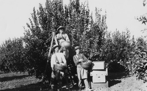 PIcking lemons 1890