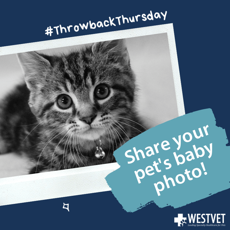 WestVet ThrowbackThursday