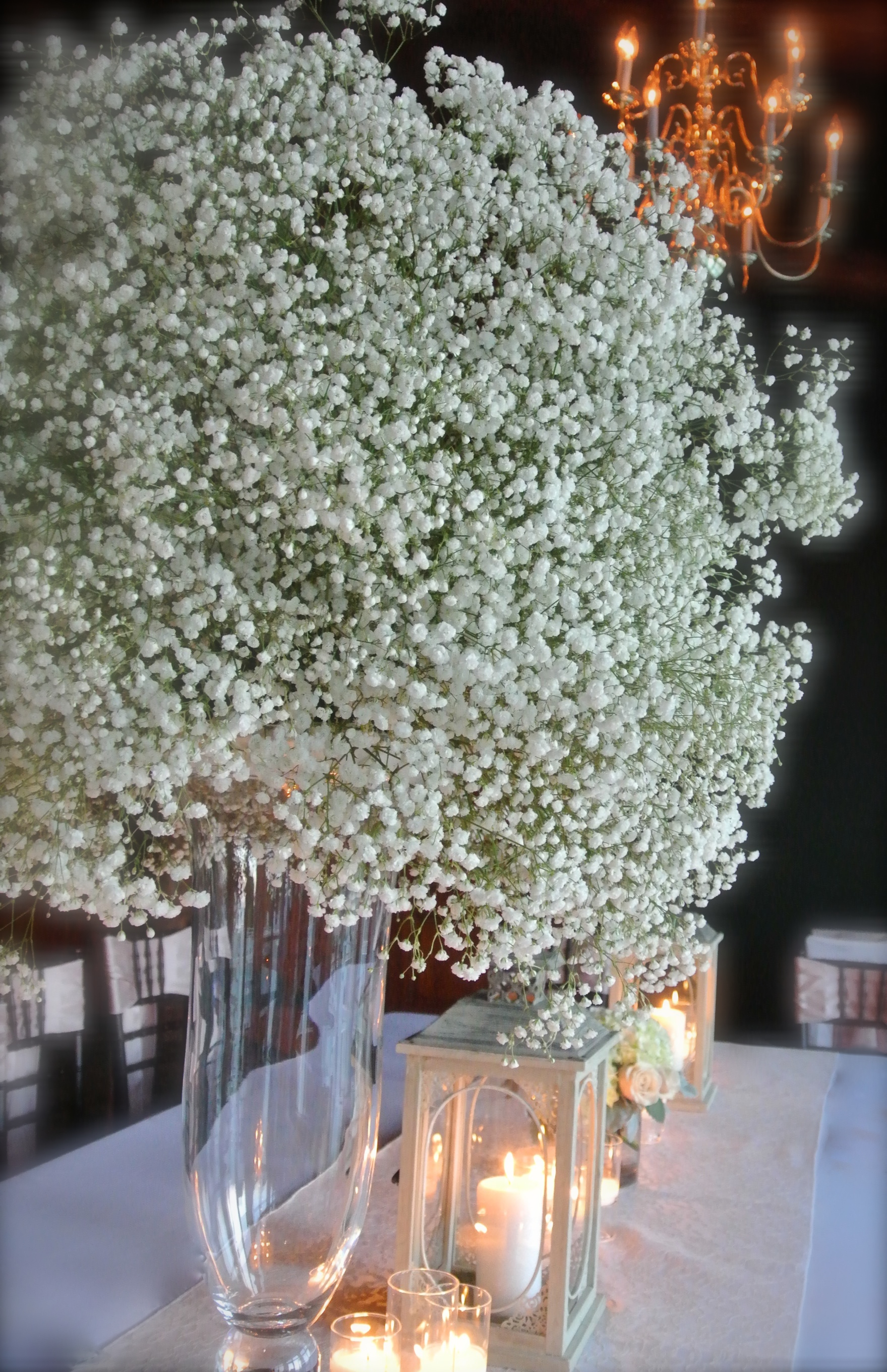baby's breath beauty
