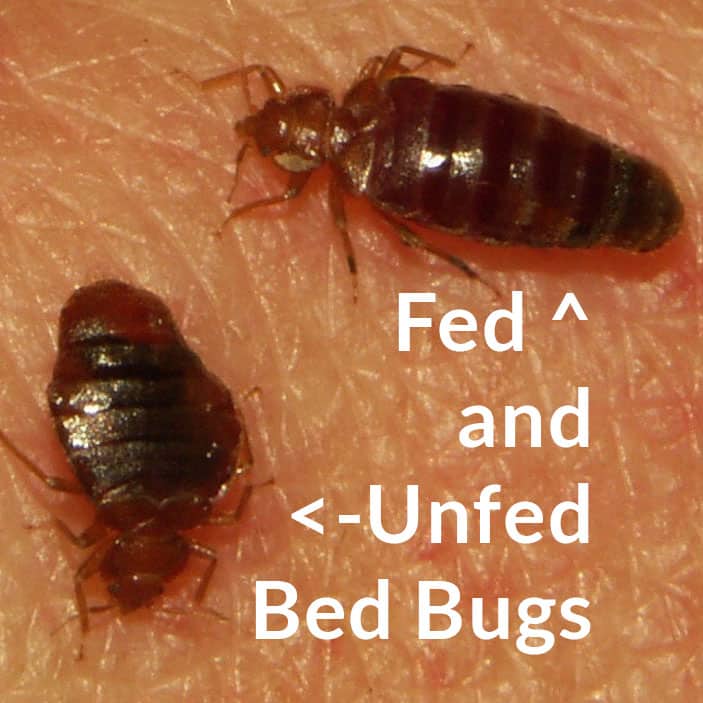 Bed Bugs In Couch Can Bed Bugs Live In Couch Pest Samurai While bed bugs can live in leather suede or vinyl they are less likely to hide in that kind of material.