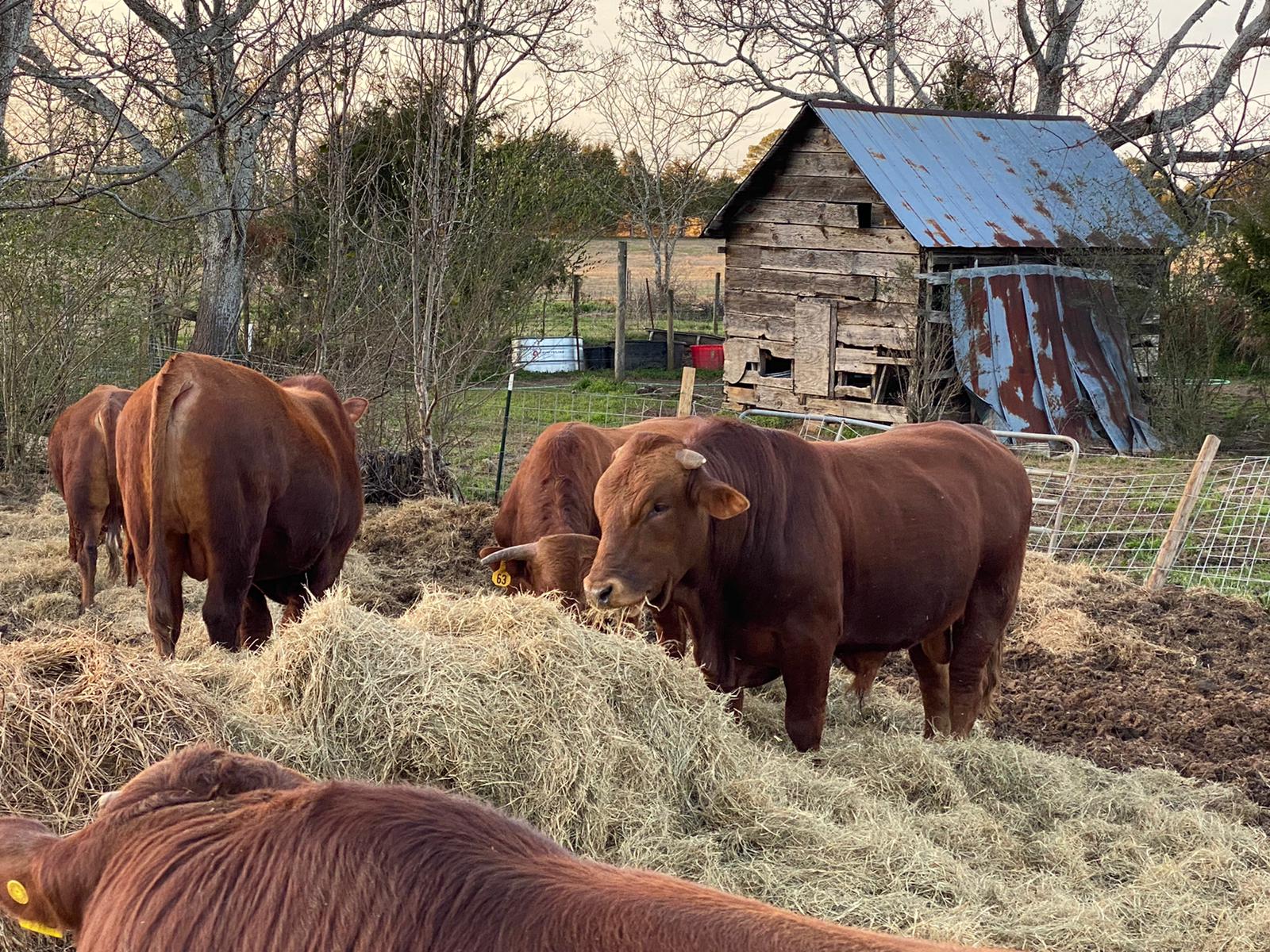 Cows Photo Gallery De Beer Bonsmara