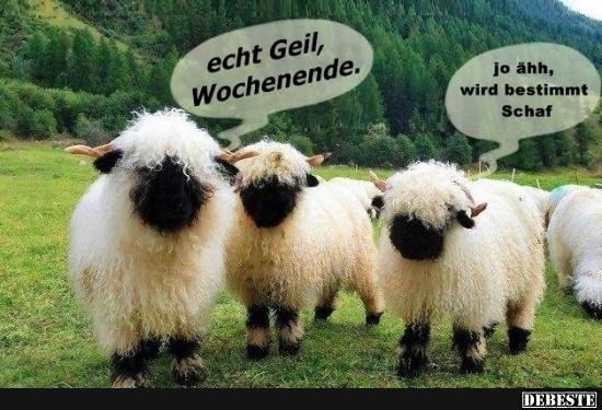Du suchst lustige bilder für ✓ whatsapp auf deutsch? Echt Geil, Wochenende.. | Lustige Bilder, Sprüche, Witze ...