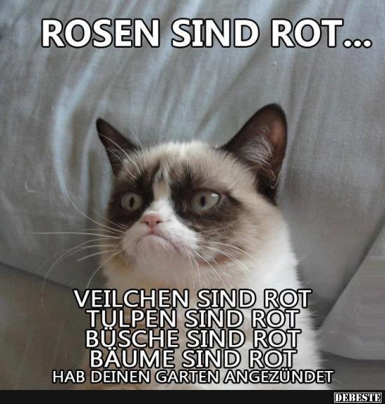 Rosen Sind Rot.. | Lustige Bilder, Sprüche, Witze, Echt Lustig 576_x_550_jpg