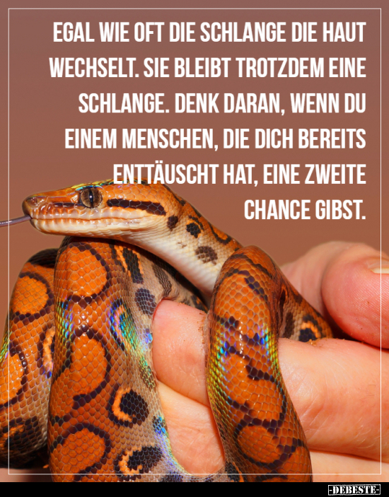 Egal Wie Oft Die Schlange Die Haut Wechselt... | Lustige Bilder, Sprüche, Witze, Echt Lustig 703_x_550_png