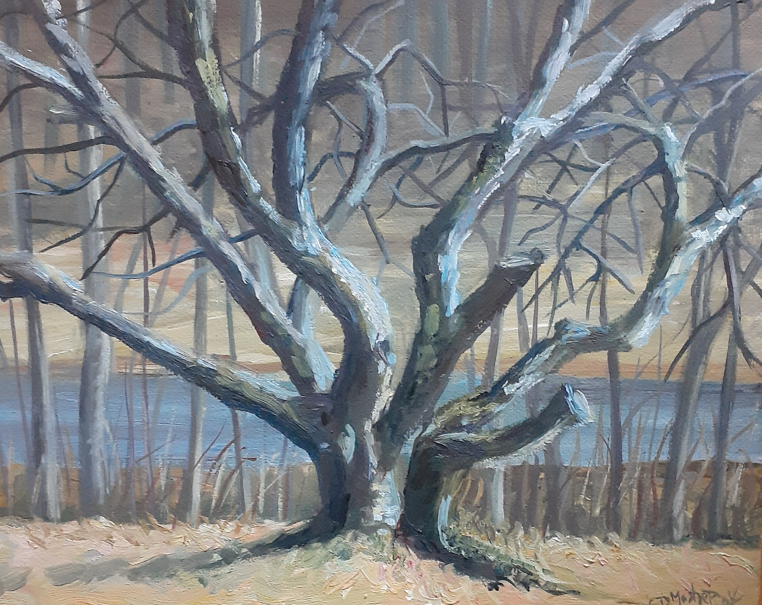 Early Spring Apple Tree