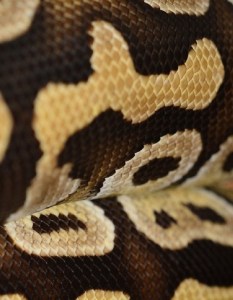 python0