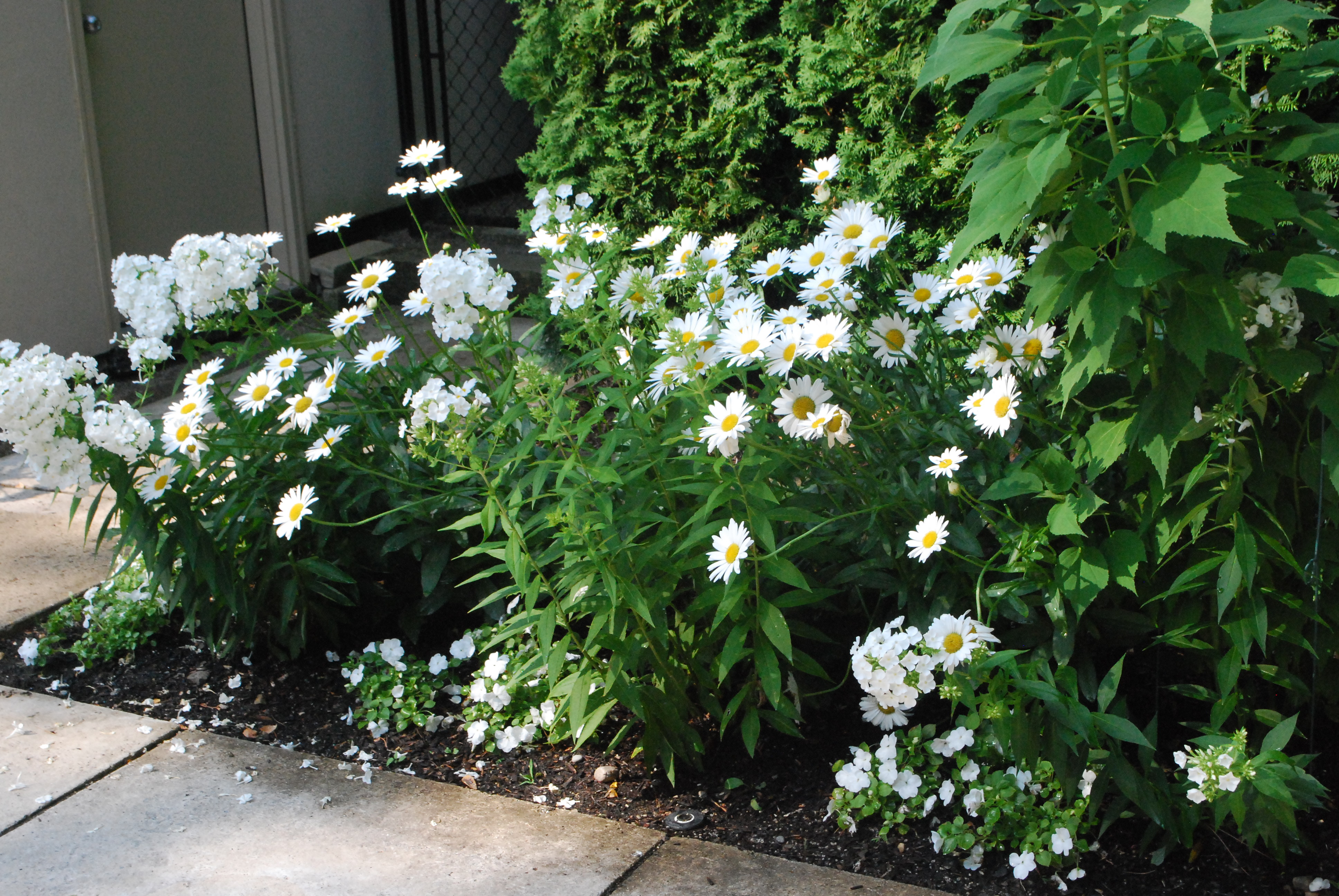 Shane wilson perennial flowers have the permanence of traditional shrubs, but offer the variety of mor. White Flowers Deborah Silver Co