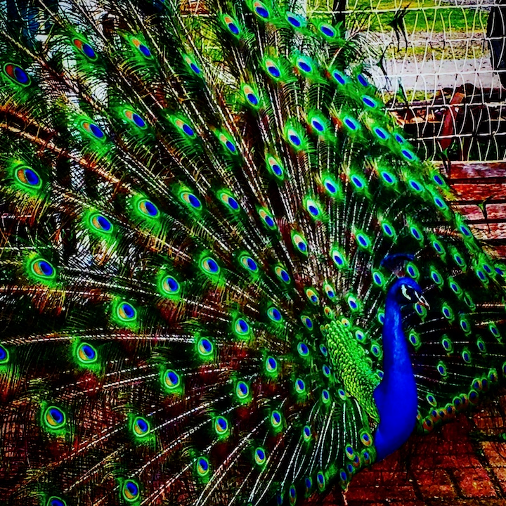 Peacocks—nature’s noisemaker or Animal Messenger?