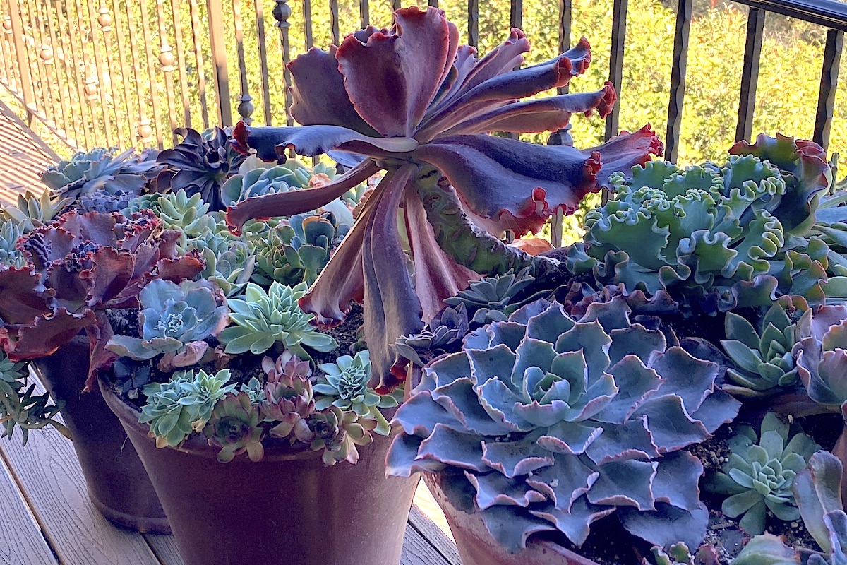 Anything and everything about succulent plants, a.k.a. Refresh Your Echeveria Garden Debra Lee Baldwin