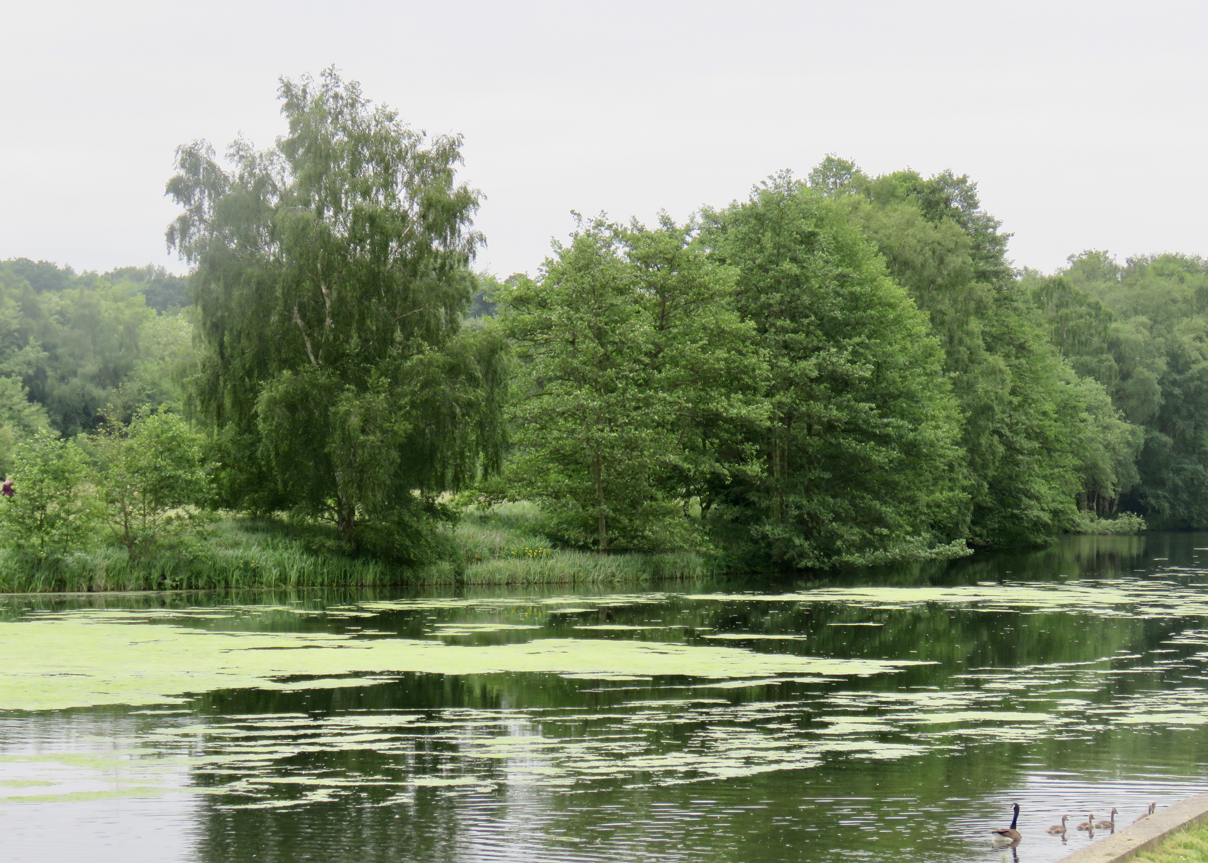 fullsizeoutput_65cb9