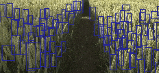 Faster Rcnn Finetuning With Pytorch Object Detection Using Pytorch Custom Dataset Wheat Detection - Professional Mobile Landscape Pictures | Free Download