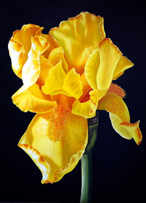 Iris