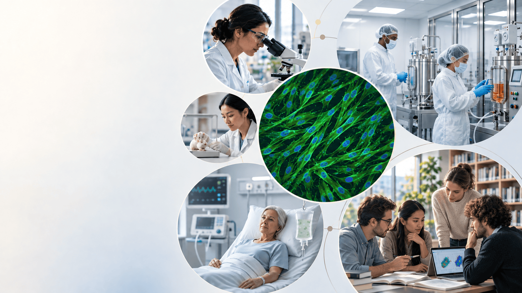 Illustrative visual of research, Decidua stromal-cell science, responsible preclinical development, manufacturing, clinical relevance and scientific learning.