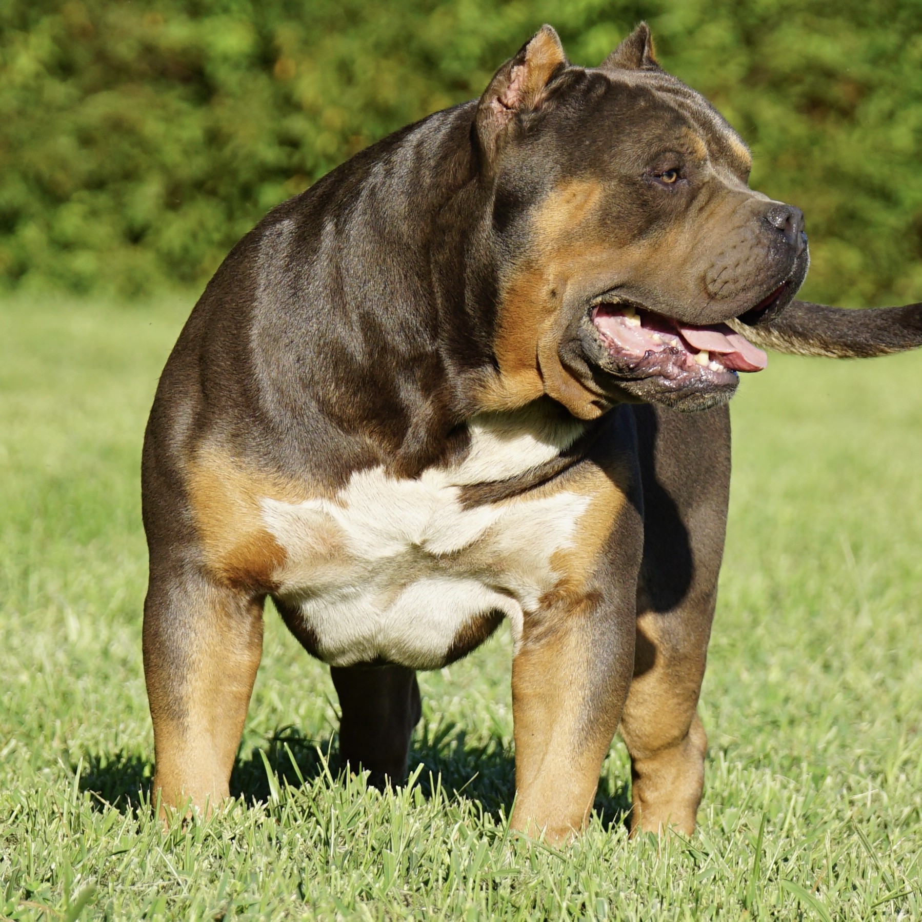 American bullies for sale breedings