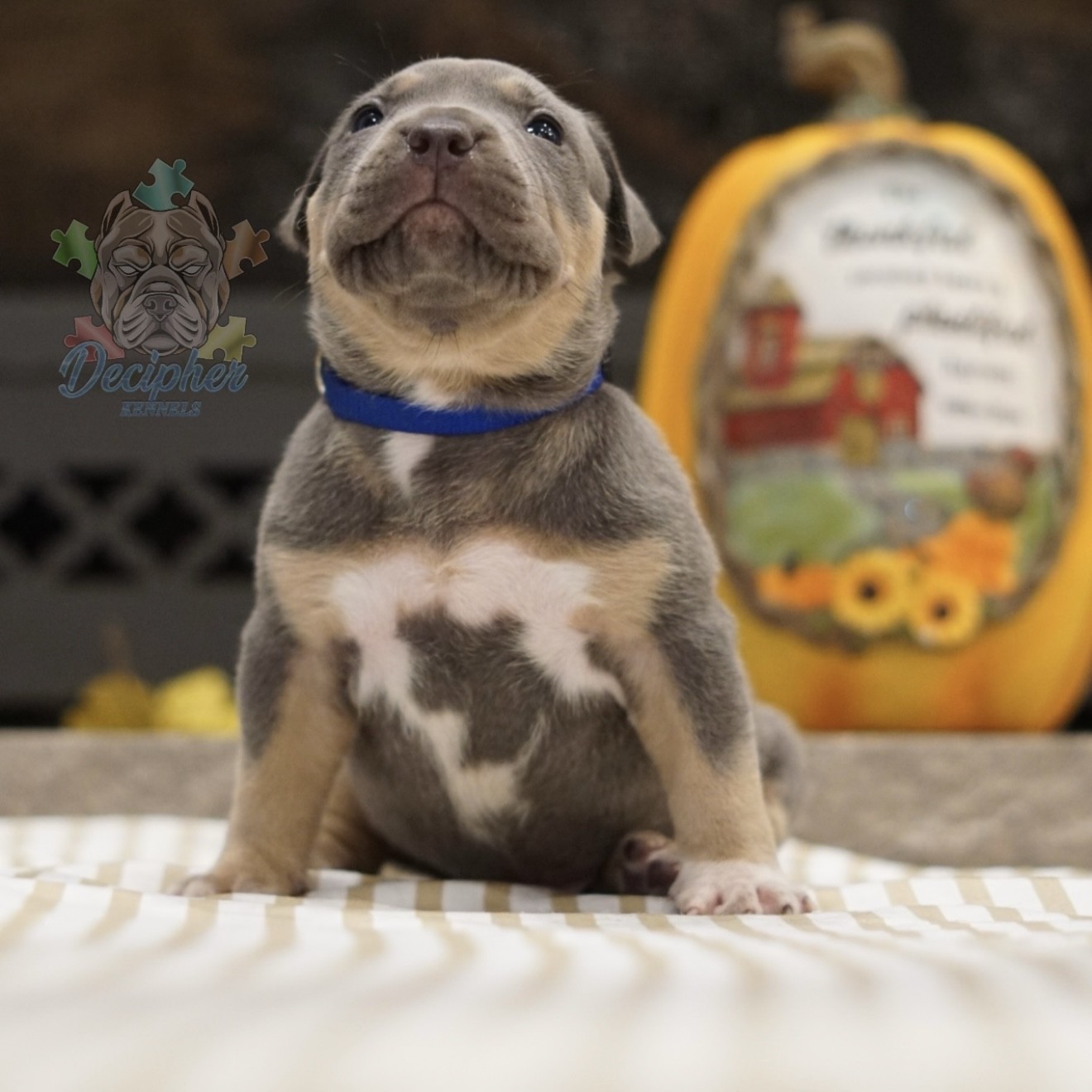 American bullies for sale american bully