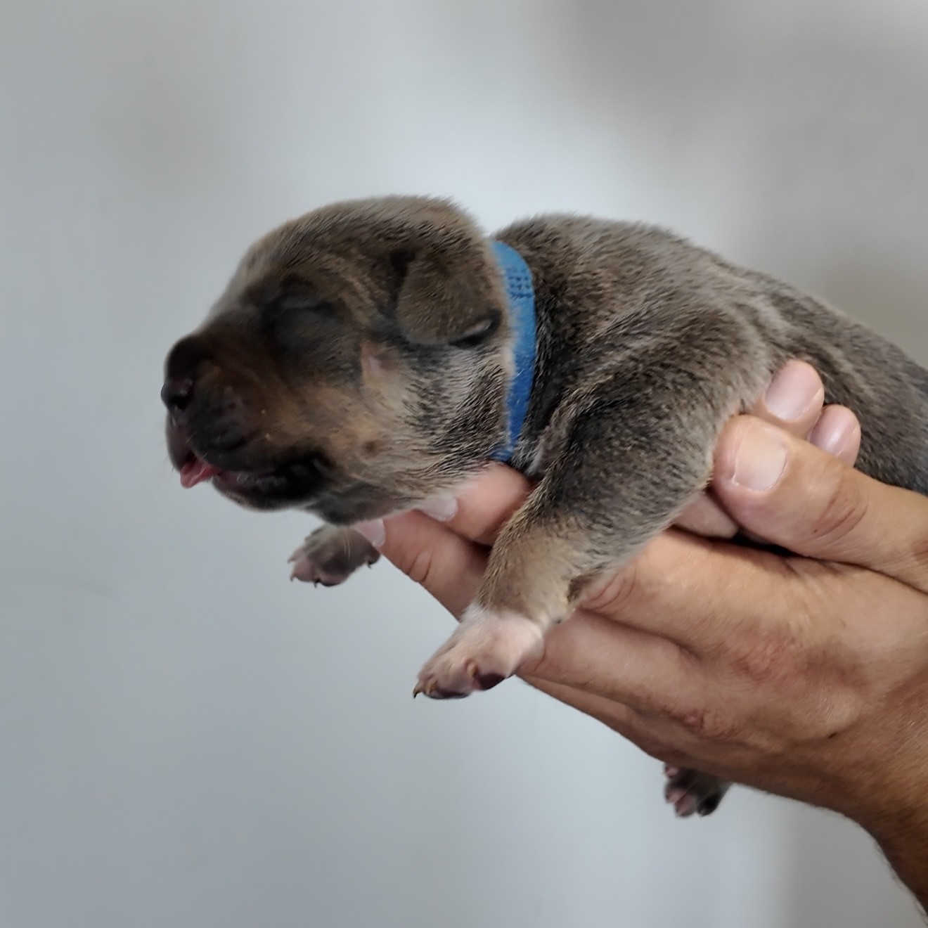 American bullies for sale breedings