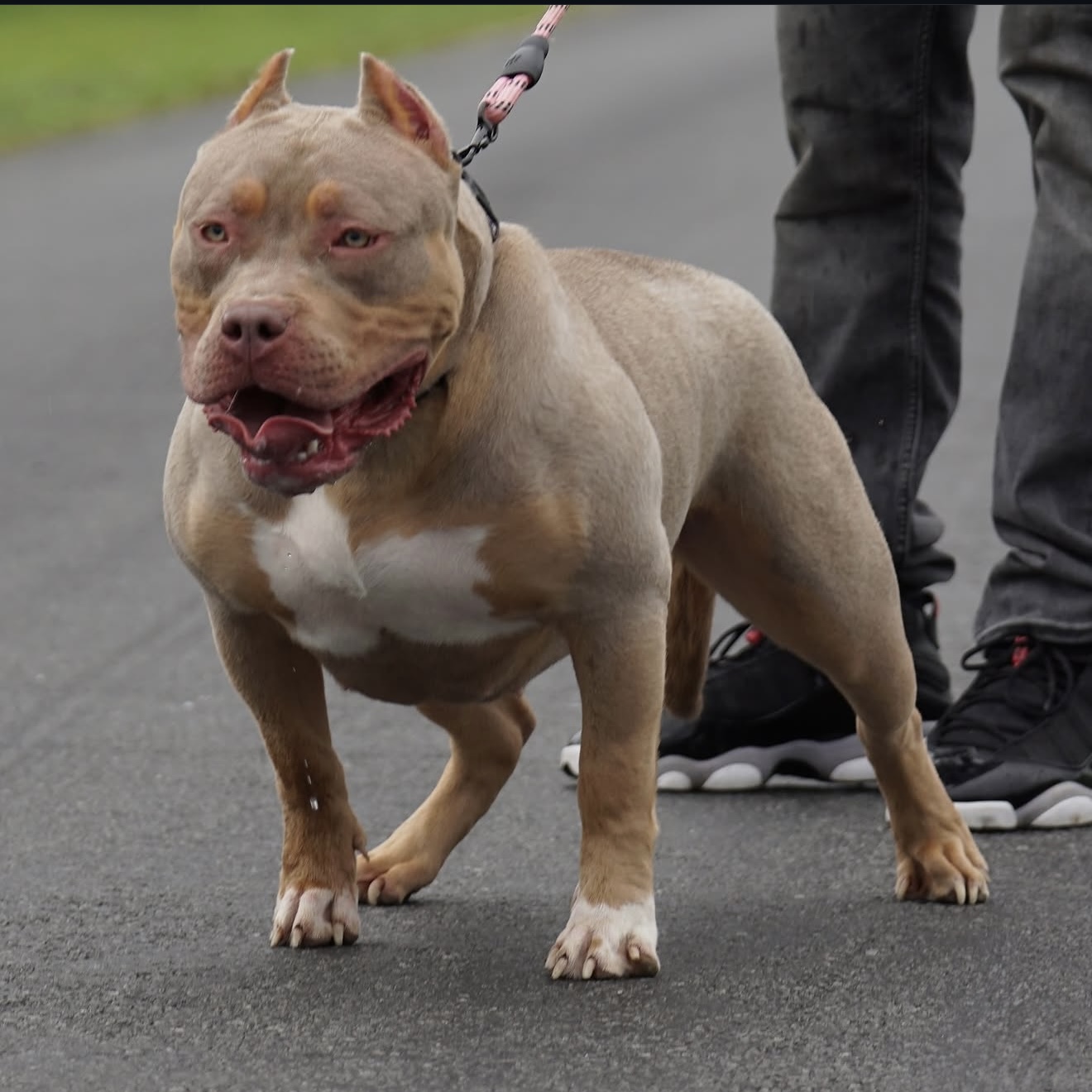 american bully