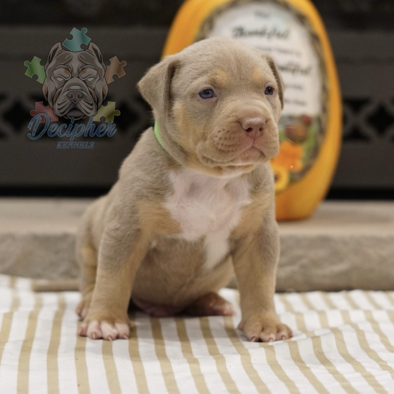 American bullies for sale american bully