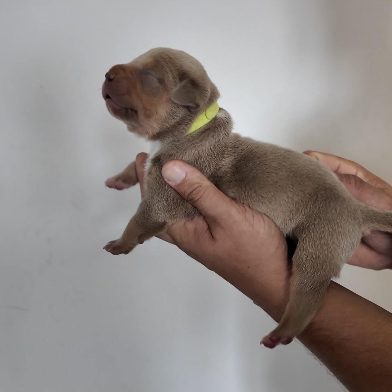 American bullies for sale breedings