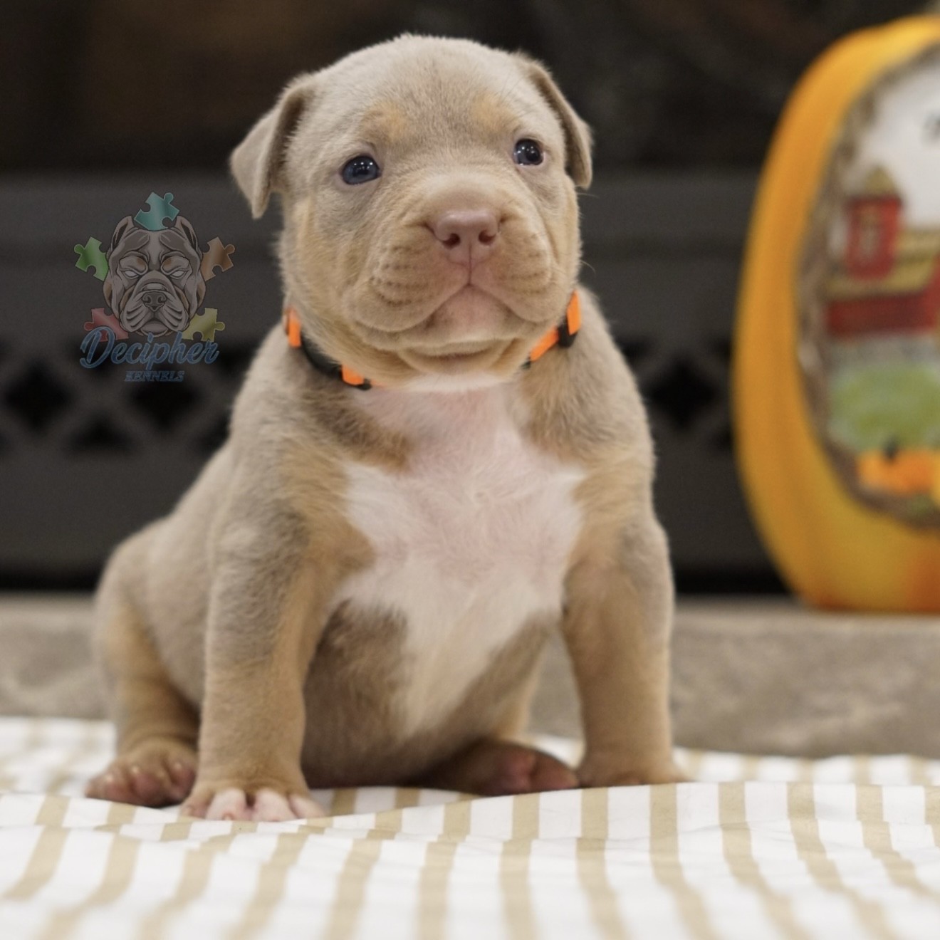American bullies for sale american bully