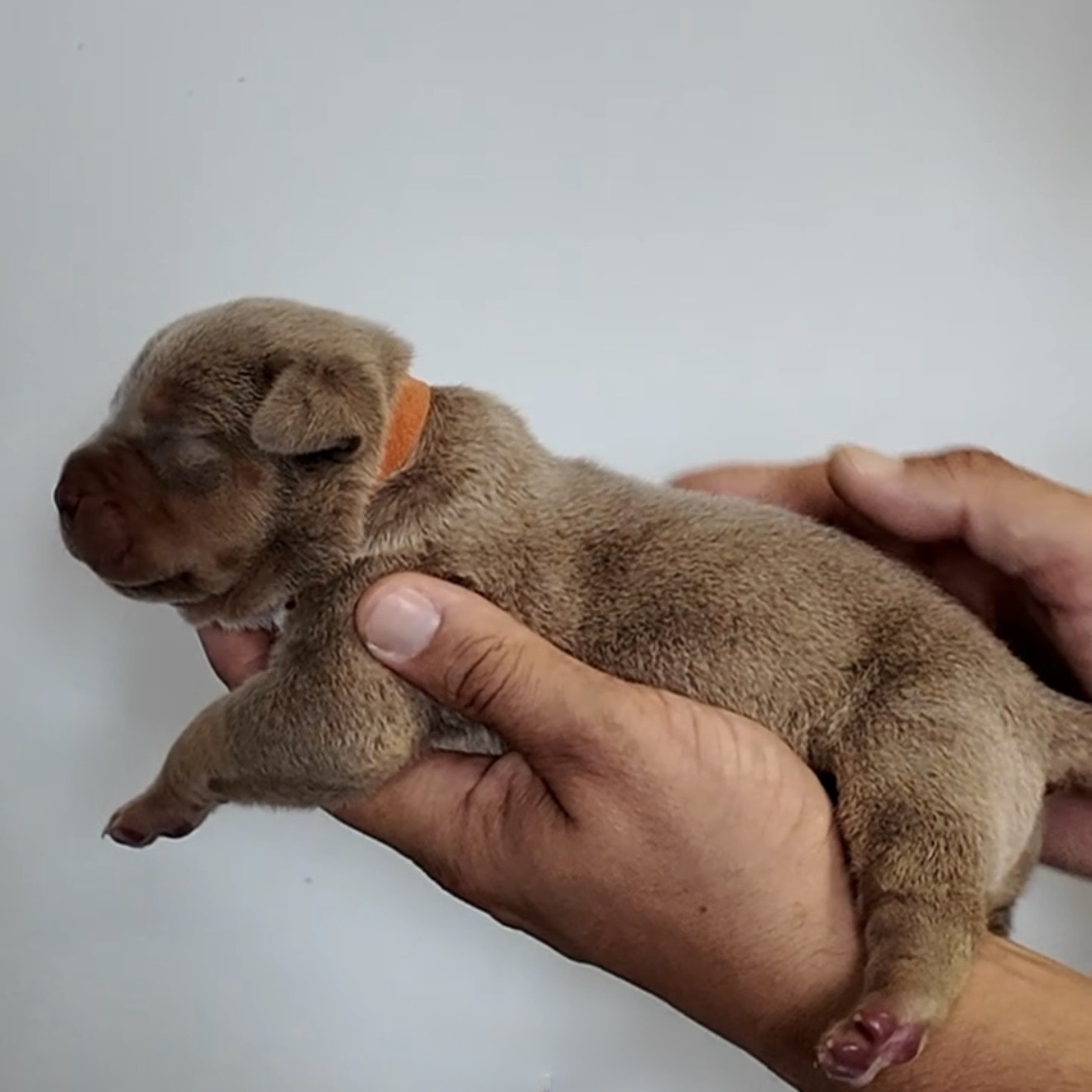 American bullies for sale breedings