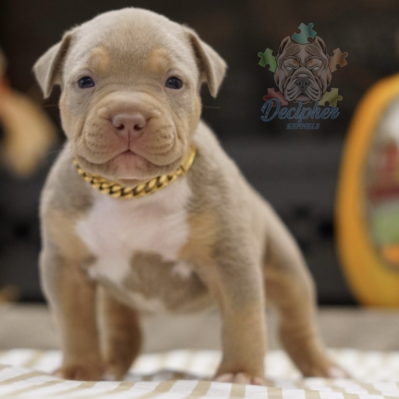 American bullies for sale american bully