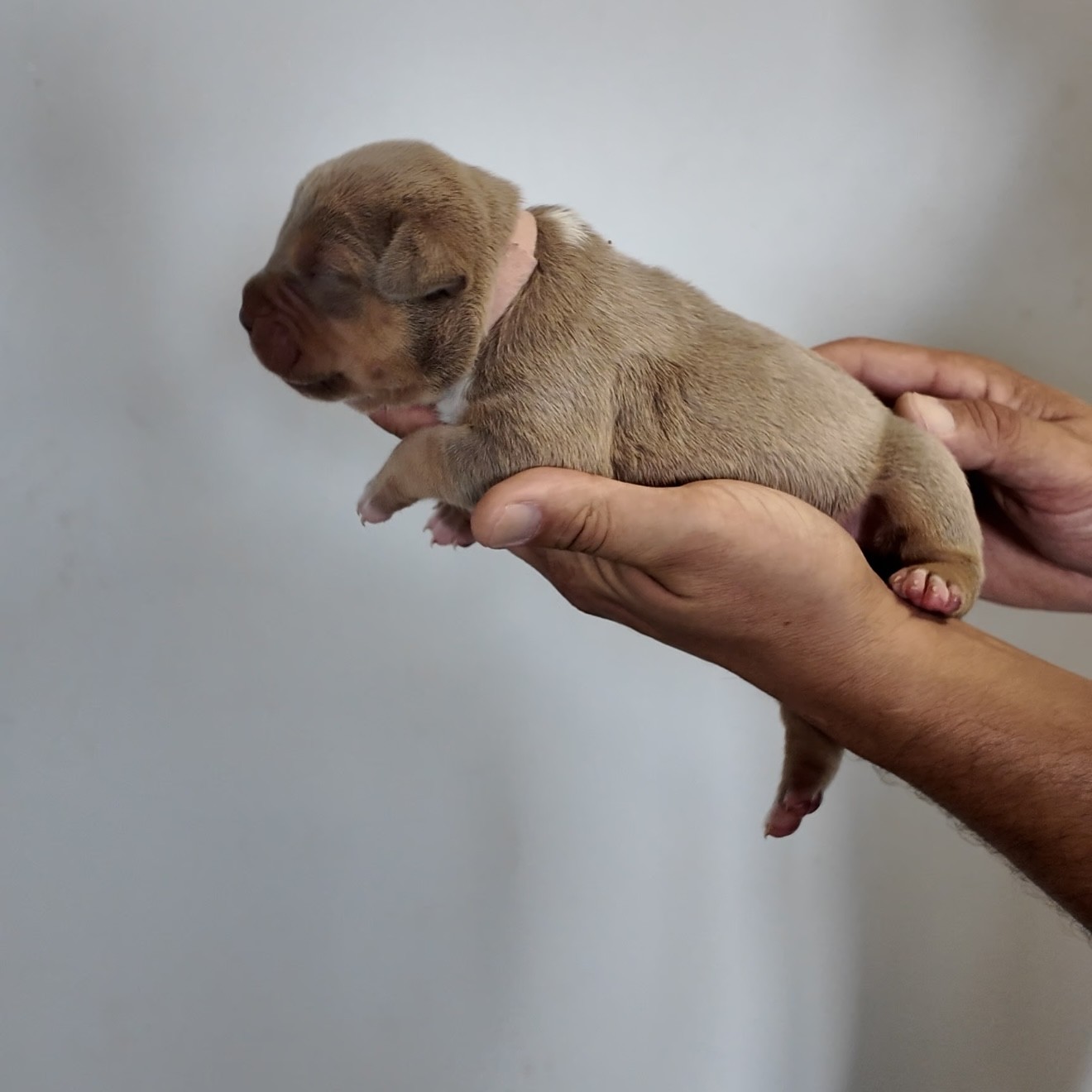 American bullies for sale breedings