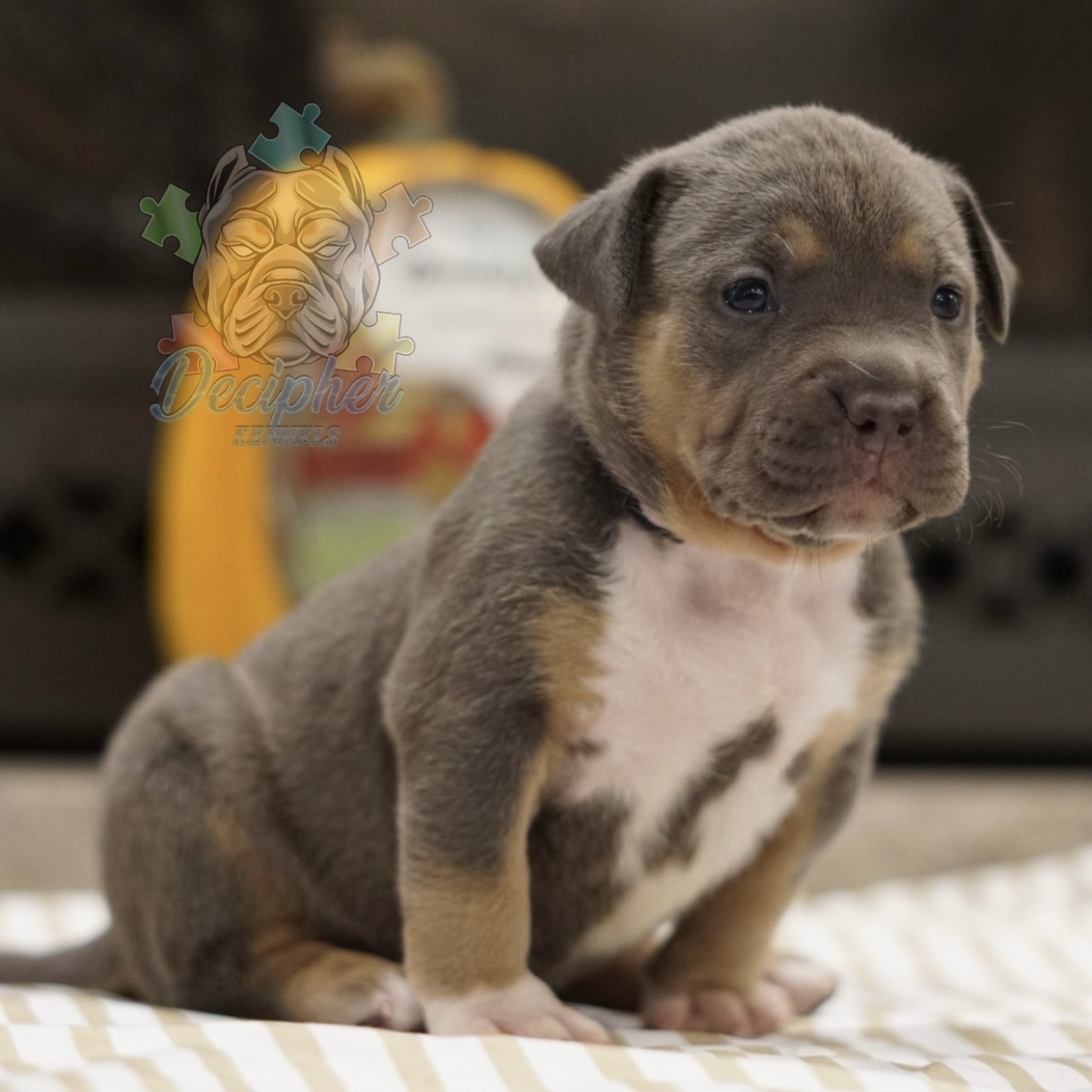 American bullies for sale american bully