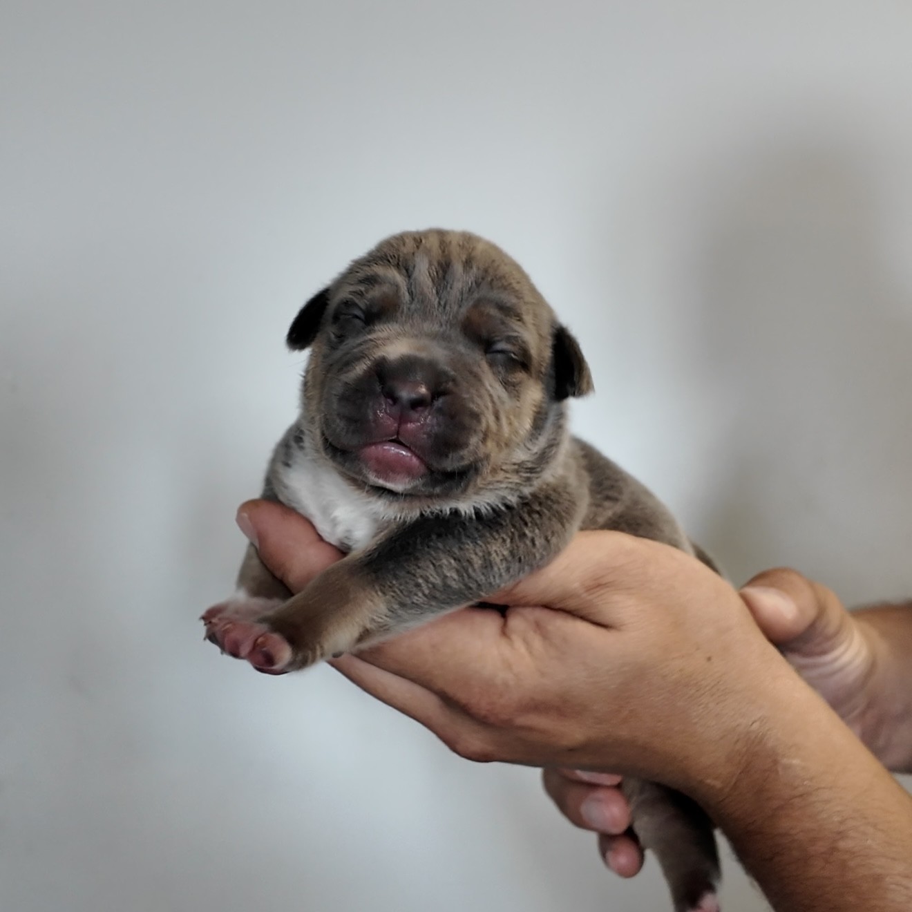 American bullies for sale breedings