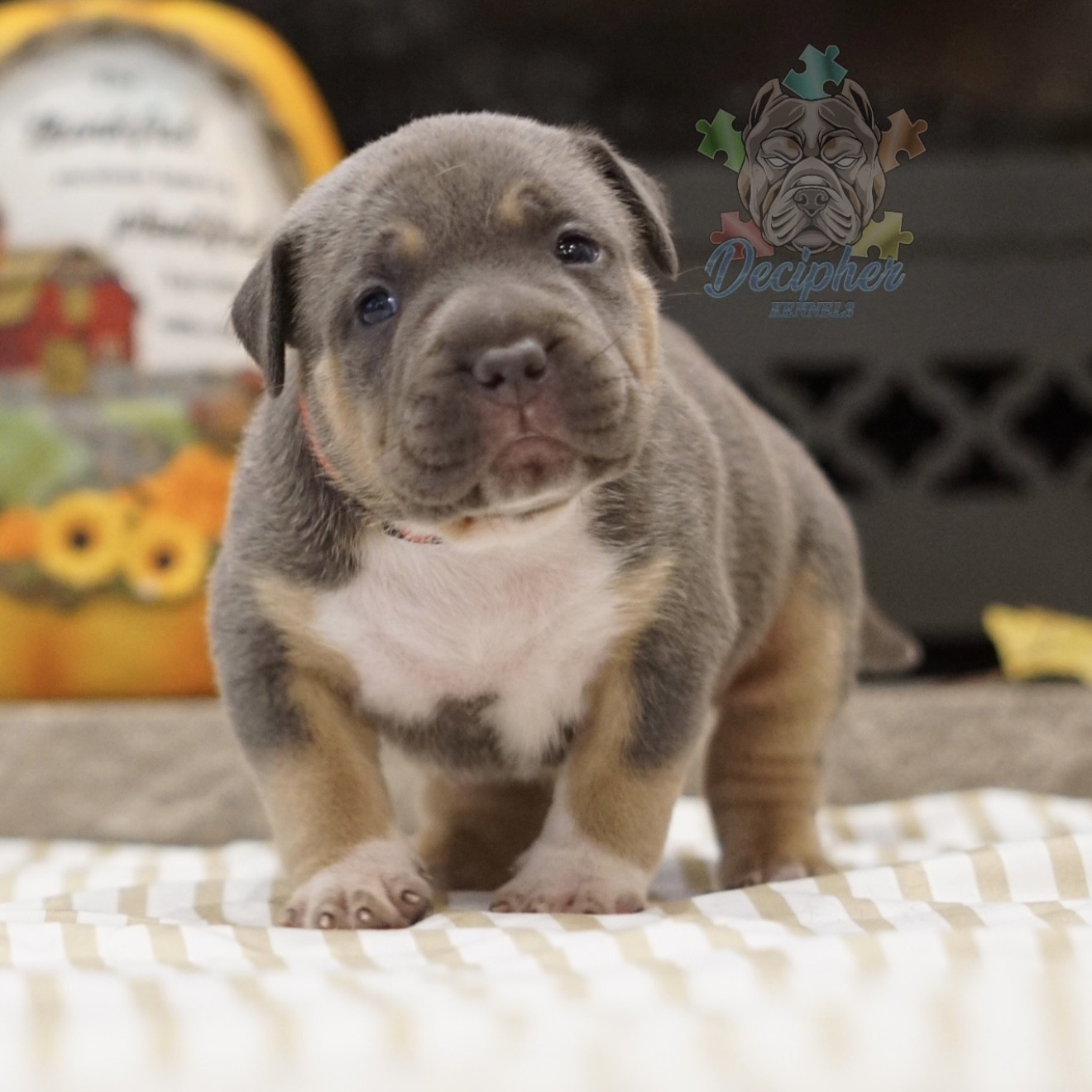 American bullies for sale american bully