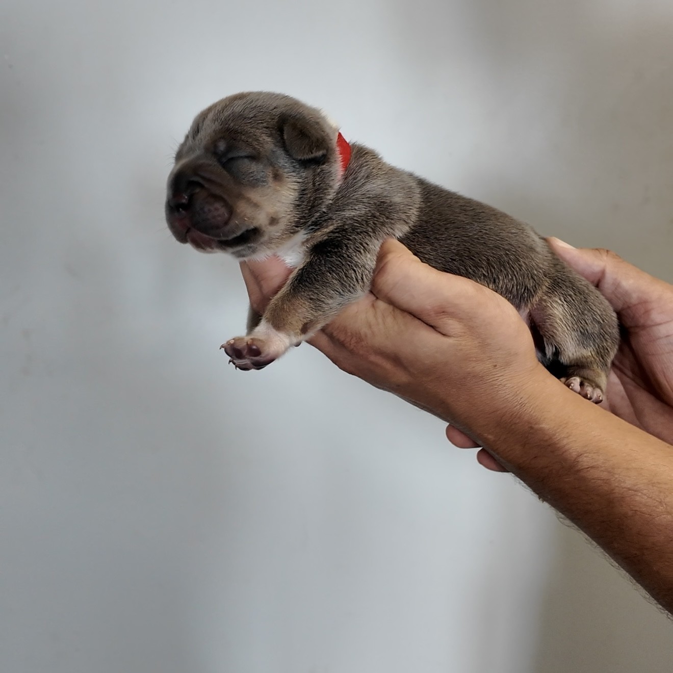 American bullies for sale breedings