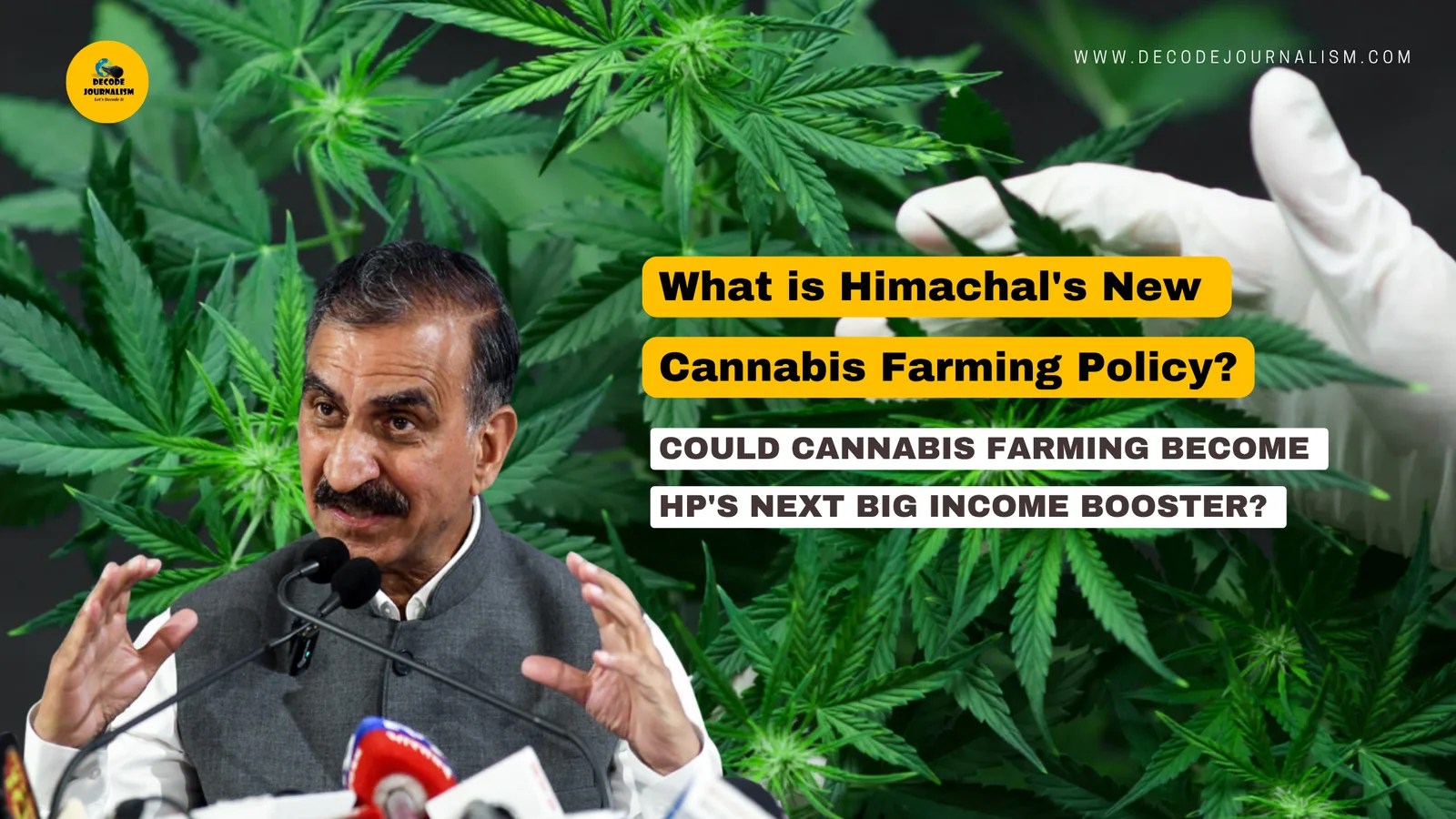 Green hemp plants growing in a licensed field in Himachal Pradesh under the new cannabis farming policy