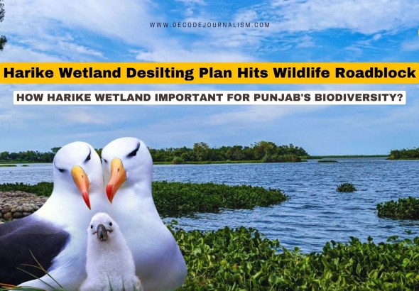 Harike Wetland at the Beas-Sutlej confluence in Punjab, showing migratory birds and dense water hyacinth cover