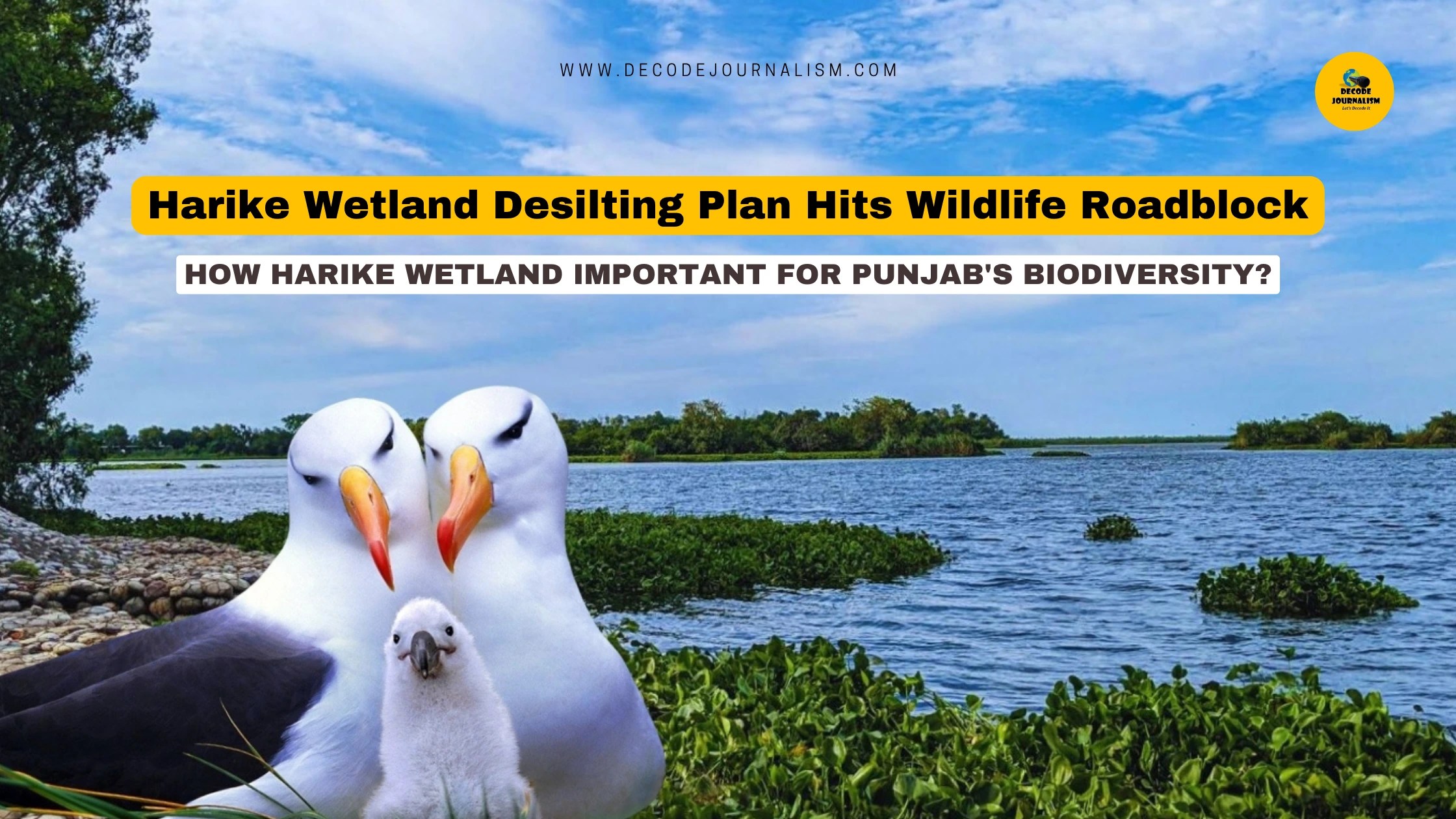 Harike Wetland at the Beas-Sutlej confluence in Punjab, showing migratory birds and dense water hyacinth cover