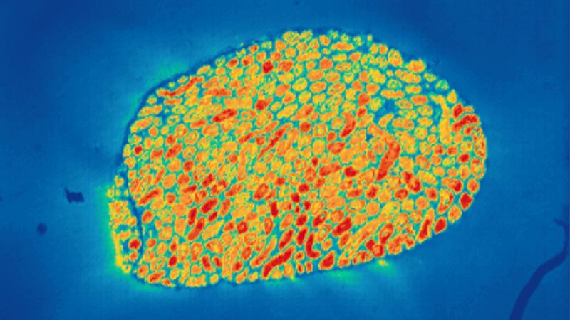 Stereo Seq Transcriptomics For Large Chip Designs Decode Science - Abstract Art Collection - HD Quality