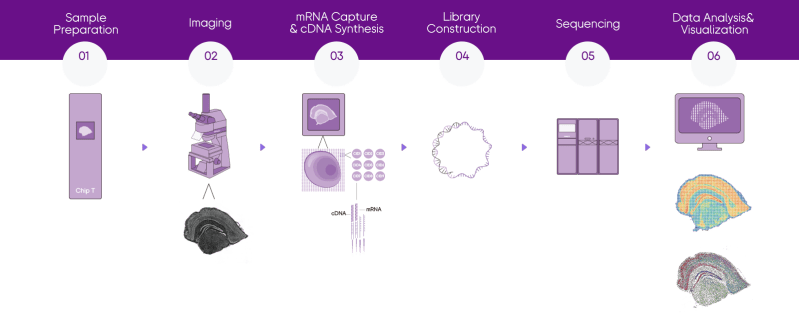 Stereo Seq Transcriptomics Solution Decode Science - High Resolution Light Textures for Desktop