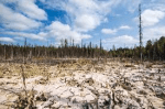 Exploring taiga locations: unveiling the boreal forest's global tapestry
