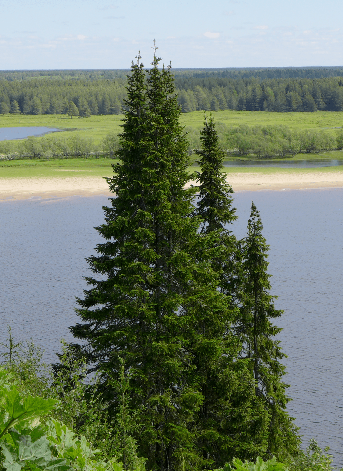 Exploring taiga locations: unveiling the boreal forest's global tapestry