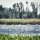 What is Backswamp?