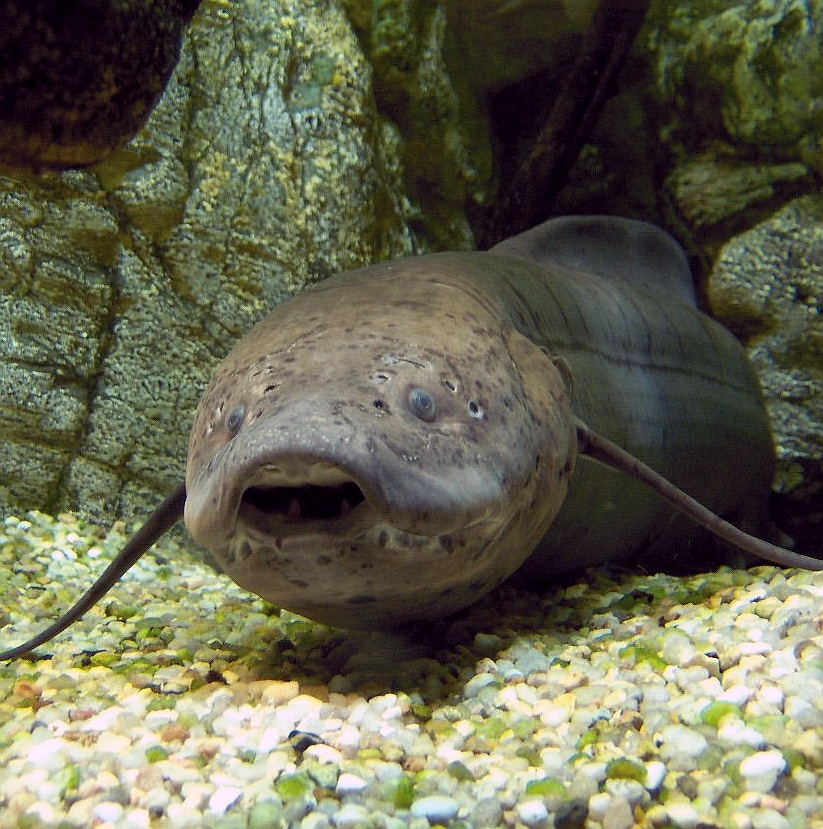 African lungfish