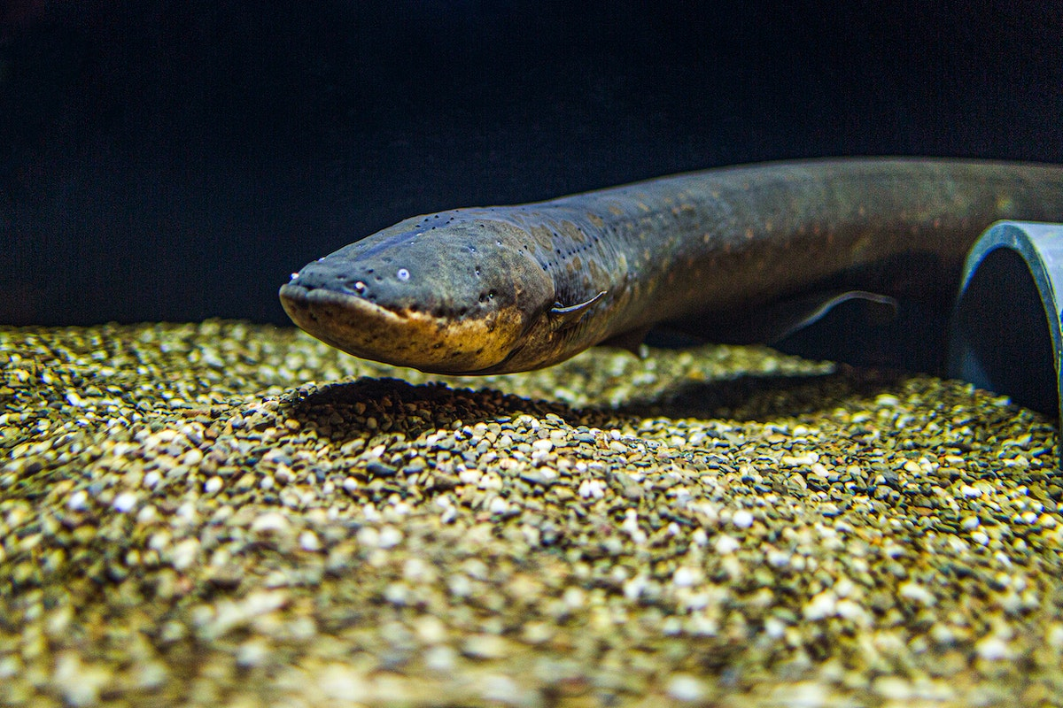electric eels