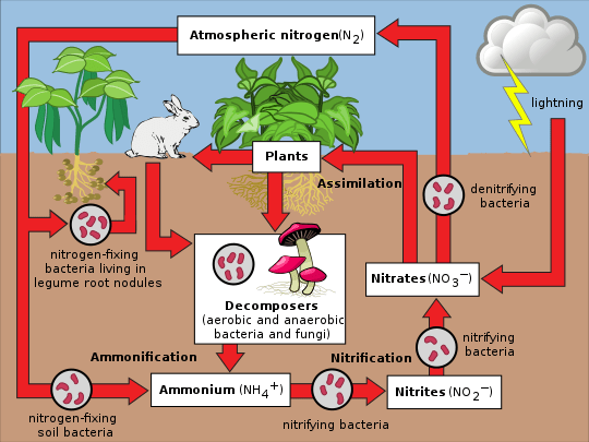 nitrogen cycle