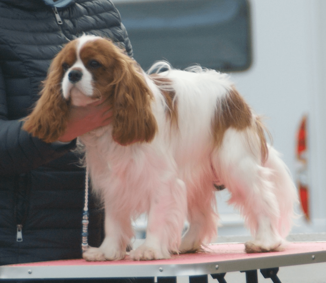 Cavalier King Charles Spaniel Blenheim