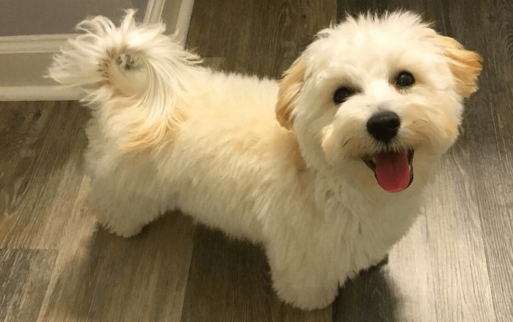 Small dog breed mixes