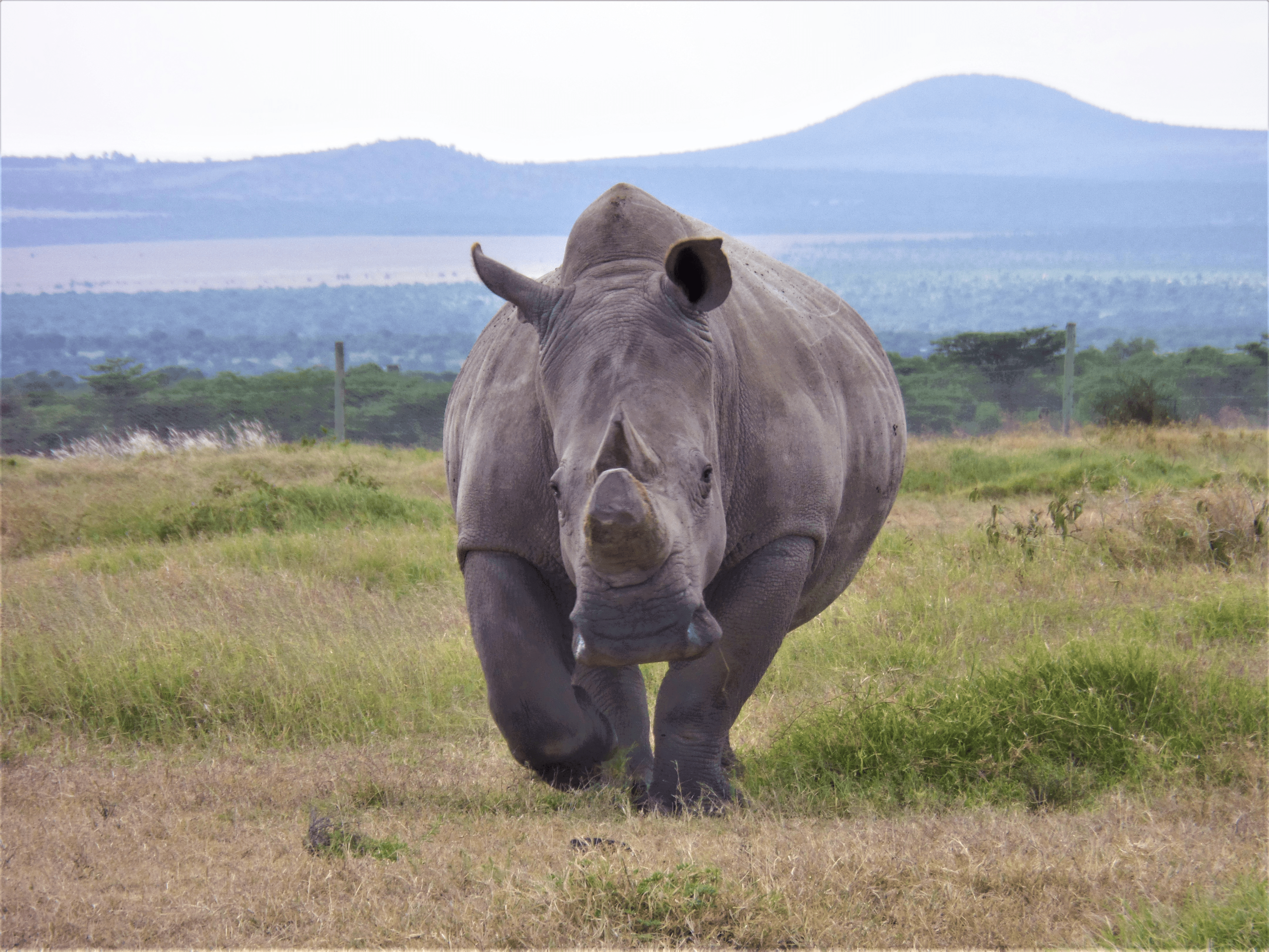 Northern White Rhino