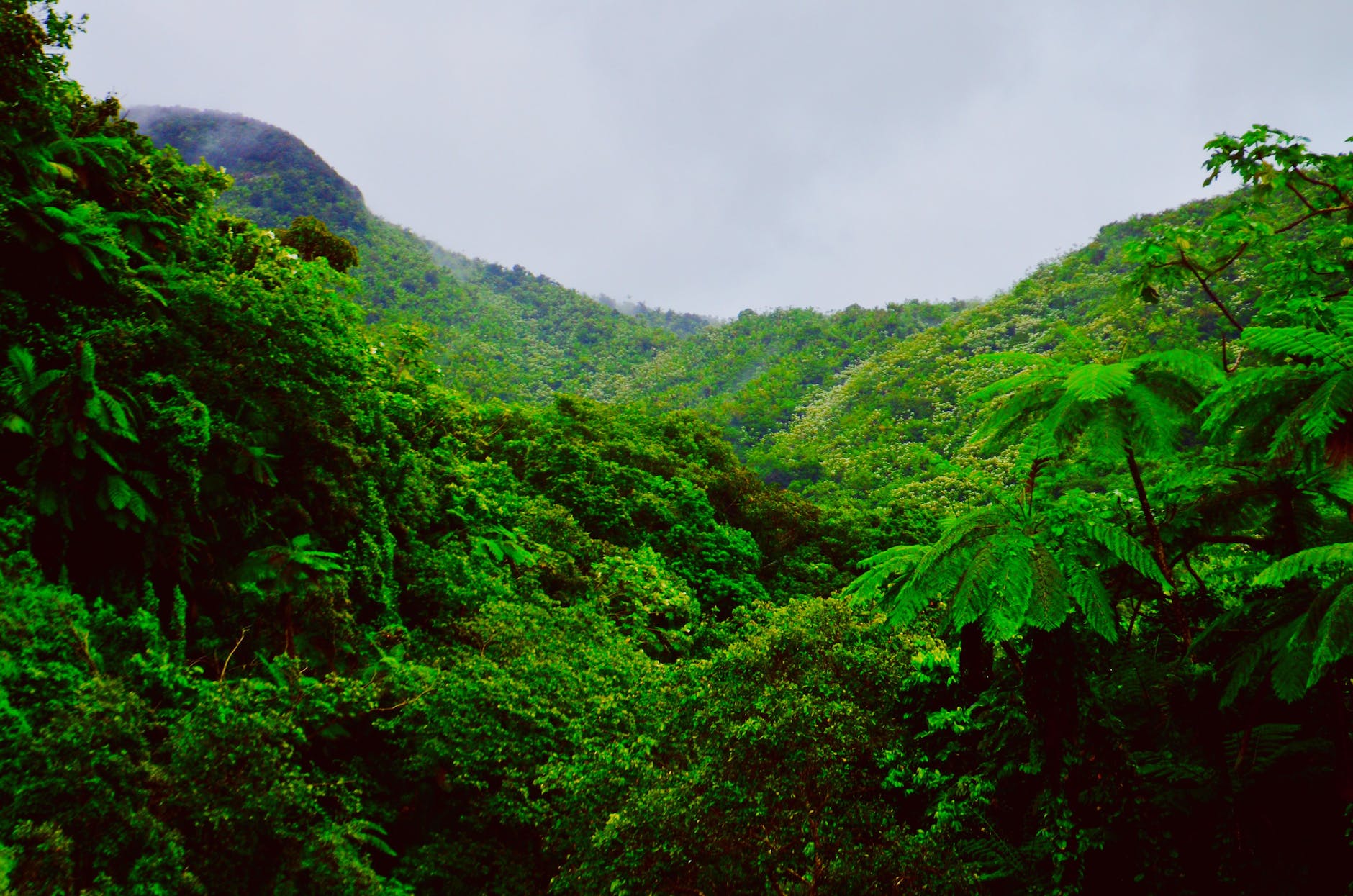 Tropical Rainforest