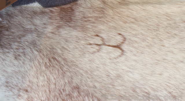 Cowhide-Rug