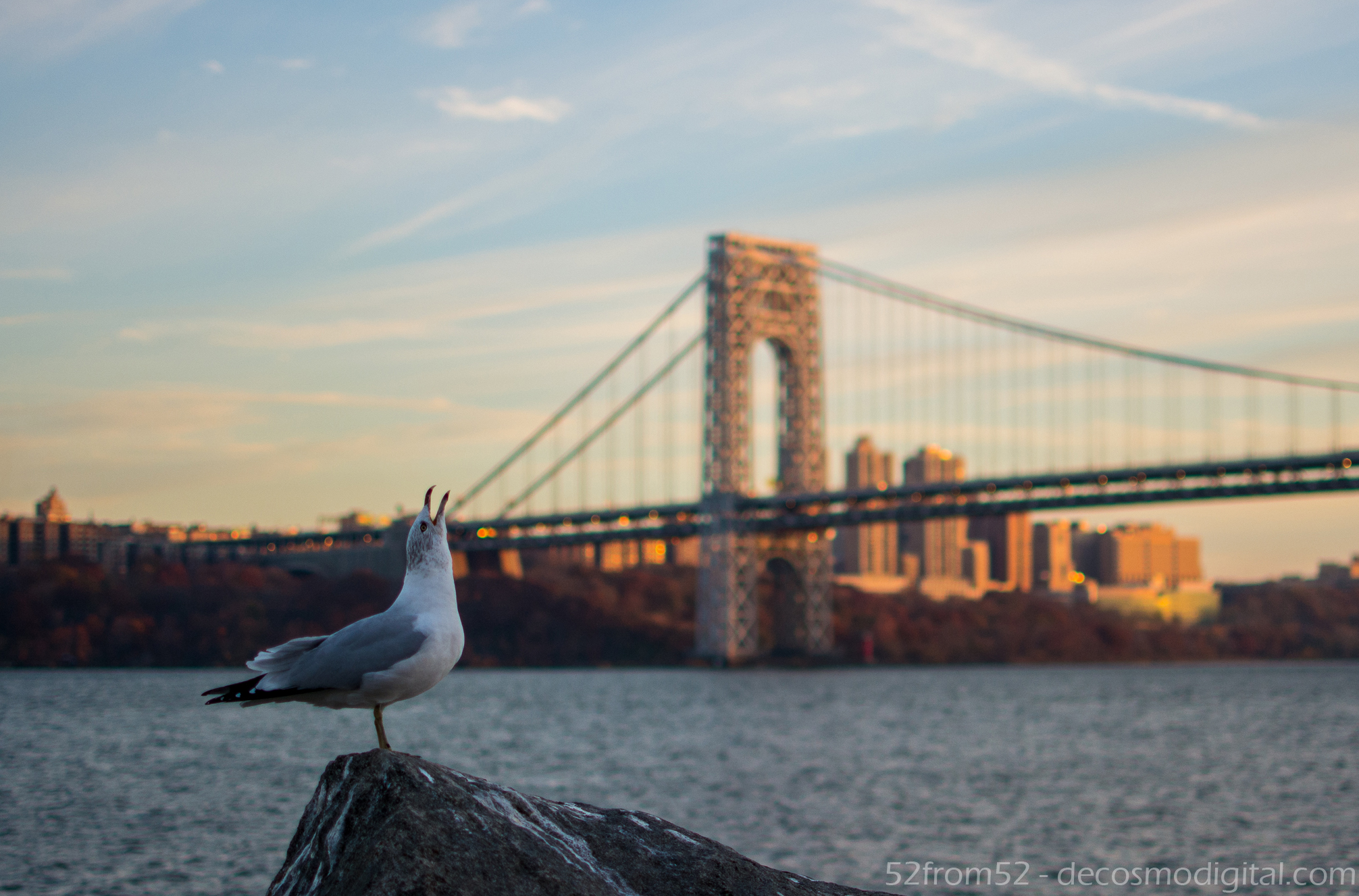 Zoolander the Seagull