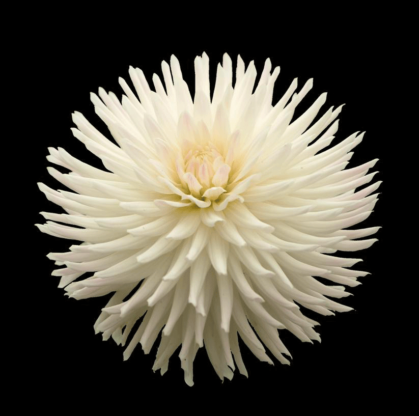 Cactus dahlia