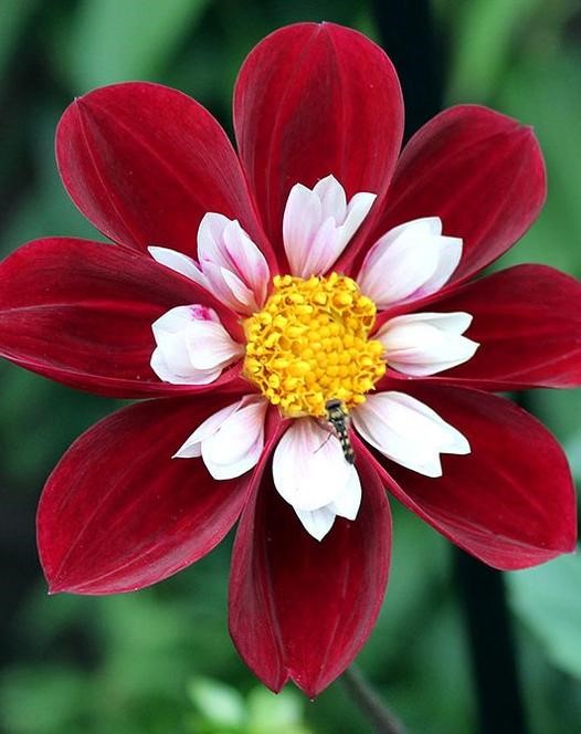 Collarette dahlia